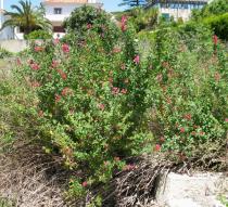 Salvia microphylla - Habit - Click to enlarge!
