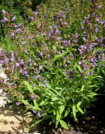 Salvia officinalis - Habit - Click to enlarge!