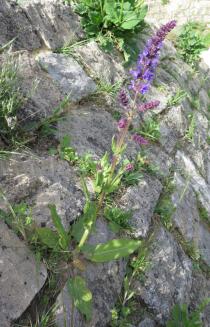 Salvia pratensis - Habit - Click to enlarge!