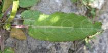 Salvia pratensis - Upper surface of leaf - Click to enlarge!