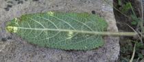 Salvia pratensis - Lower surface of leaf - Click to enlarge!