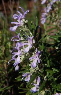 Salvia rosmarinus - Flowers - Click to enlarge!