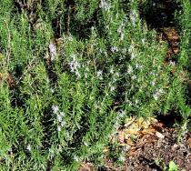 Salvia rosmarinus - Habit - Click to enlarge!