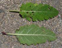 Salvia sclareoides - Upper and lower surface of leaf - Click to enlarge!