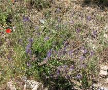 Salvia verbenaca - Habit - Click to enlarge!