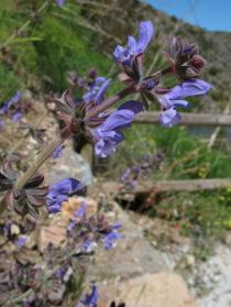 Salvia verbenaca - Inflorescence - Click to enlarge!