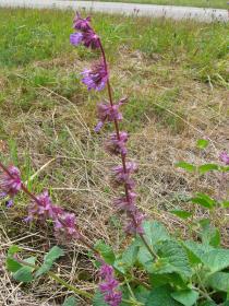 Salvia verticillata - Habit - Click to enlarge!
