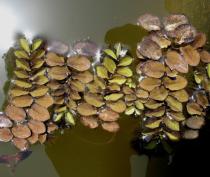 Salvinia molesta - Floating plants - Click to enlarge!
