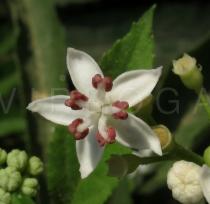 Sambucus ebulus - Flower - Click to enlarge!