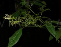 Sambucus javanica - Inflorescence - Click to enlarge!