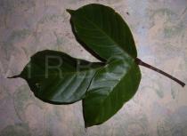 Sandoricum koetjape - Leaf - Click to enlarge!