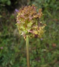 Sanguisorba minor - Flower head - Click to enlarge!