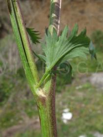 Sanguisorba minor - Leaf insertion - Click to enlarge!