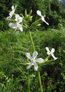 Saponaria officinalis - Inflorescence - Click to enlarge!
