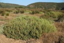 Sarcocornia perennis - Habit - Click to enlarge!