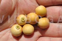 Sarcomphalus joazeiro - Fruits - Click to enlarge!
