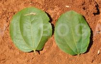 Sarcomphalus joazeiro - Upper and lower surface of leaf - Click to enlarge!