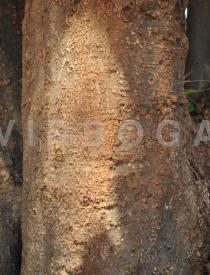 Sarcomphalus joazeiro - Bark of older tree - Click to enlarge!