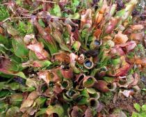Sarracenia purpurea - Habit - Click to enlarge!