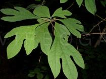 Sassafras albidum - Leaves - Click to enlarge!