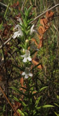 Satureja montana - Inflorescence - Click to enlarge!