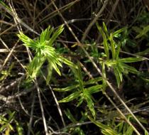 Satureja montana - Foliage - Click to enlarge!