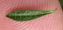 Satureja spicigera - Upper surface of leaf - Click to enlarge!