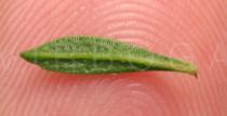 Satureja spicigera - Lower surface of leaf - Click to enlarge!