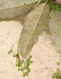 Saurauia napaulensis - Lower surface of leaf - Click to enlarge!