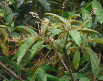 Saurauia napaulensis - Inflorescence - Click to enlarge!