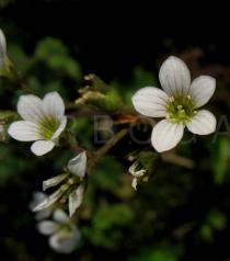 Saxifraga granulata - Flower - Click to enlarge!