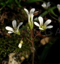 Saxifraga granulata - Flower side view - Click to enlarge!