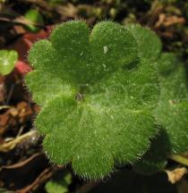 Saxifraga granulata - Leaf - Click to enlarge!