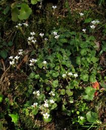 Saxifraga granulata - Habit - Click to enlarge!