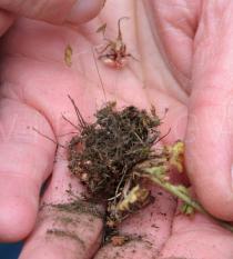 Saxifraga granulata - Roots with bulbs - Click to enlarge!