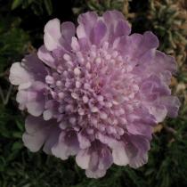 Scabiosa africana - Flower head - Click to enlarge!