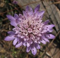 Scabiosa columbaria - Fully opened inflorescence - Click to enlarge!