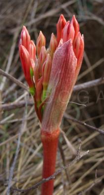 Scadoxus multiflorus - Emerging flower head - Click to enlarge!
