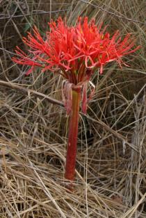 Scadoxus multiflorus - Opeining flower head - Click to enlarge!
