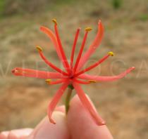 Scadoxus multiflorus - Singular flower - Click to enlarge!