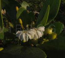 Scaevola plumieri - Flowers - Click to enlarge!