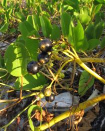 Scaevola plumieri - Ripe fruits - Click to enlarge!