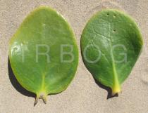 Scaevola plumieri - Upper and lower surface of leaf - Click to enlarge!