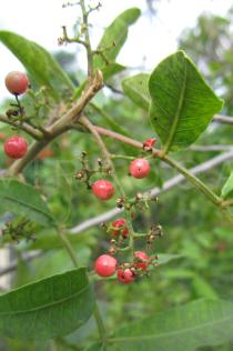 Schinus terebinthifolia - Ripe fruits - Click to enlarge!