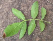 Schinus terebinthifolia - Lower leaf surface - Click to enlarge!