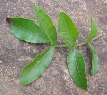 Schinus terebinthifolia - Upper leaf surface - Click to enlarge!
