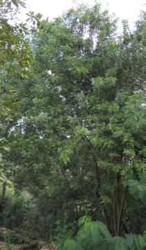 Schinus terebinthifolia - Habit - Click to enlarge!