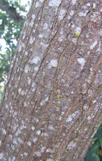 Schinus terebinthifolia - Bark - Click to enlarge!