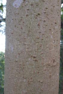 Schinus terebinthifolia - Bark - Click to enlarge!