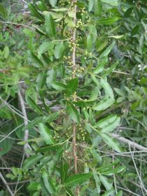 Schinus terebinthifolia - Branch - Click to enlarge!